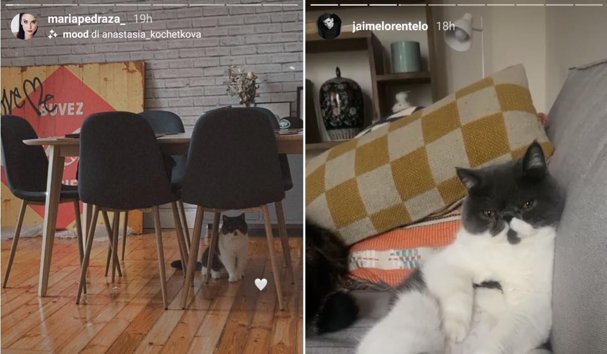 Maria Pedraza Jaime Lorente foto gatto Chambi in quarantena credits Instagram Story