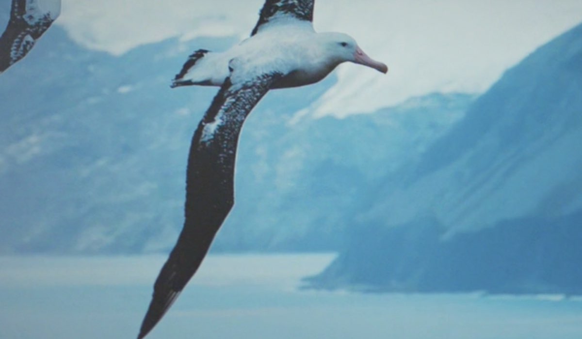 Daydreamer Le ali del sogno significato albatros, qui un fotogramma della puntata 2 Credits Mediaset