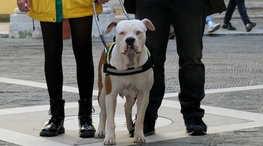 Blanca: ecco Linneo, il cane di Blanca. Credits: Rai