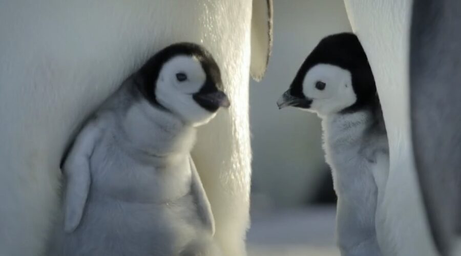 Immagine Di I Segreti Dei Pinguini Credits Disney Plus