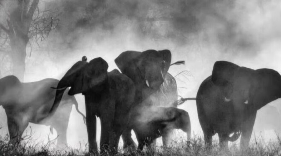 Immagine Di Ghost Elephants Credits Biennale Venezia